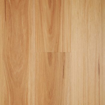 Blackbutt