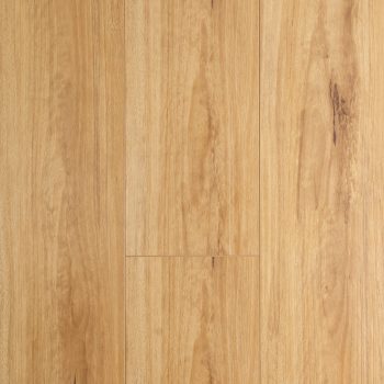 Blackbutt