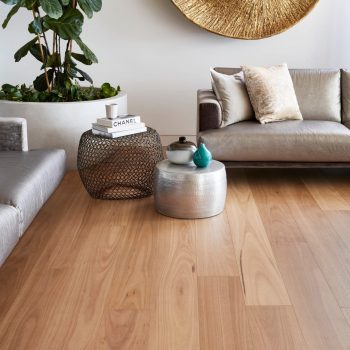 Blackbutt
