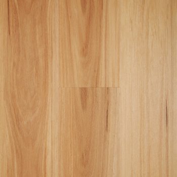 Blackbutt