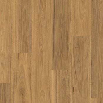 Spotted Gum