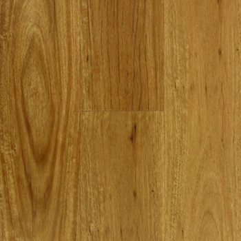 Coastal Blackbutt