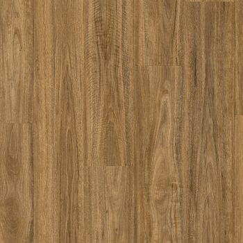 Wild Spotted Gum