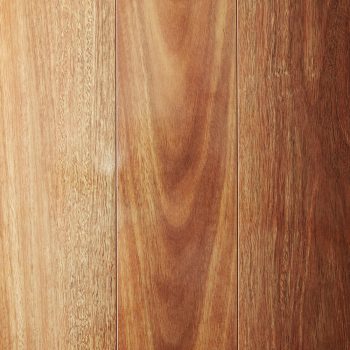 Mountain Spotted Gum