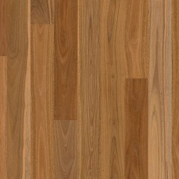 Spotted Gum