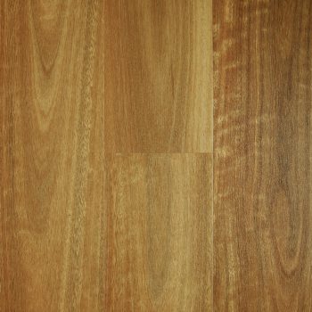 Spotted Gum