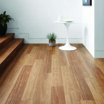 Spotted Gum