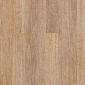 Pale Spotted Gum