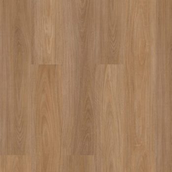 Tidal Blackbutt